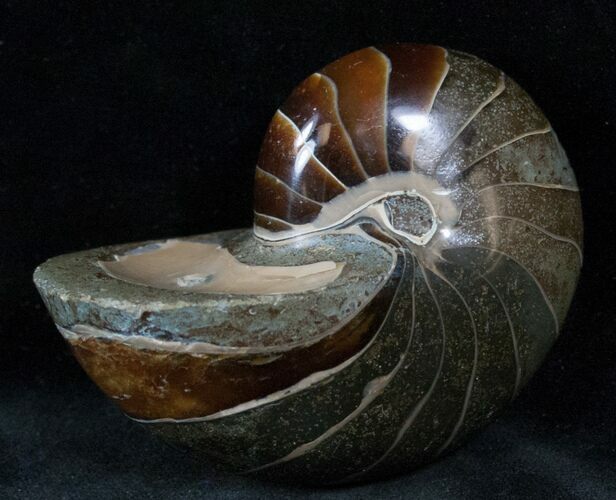 Cretaceous Nautilus Fossil - Madagascar #13150